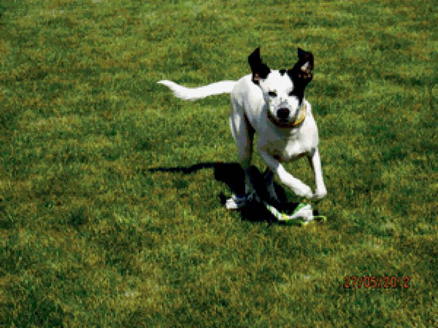 Ханна - животные, собака - предпросмотр