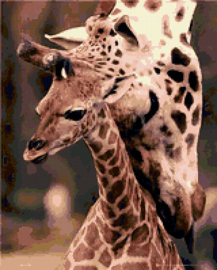 Жирафы - животные, сафари, жираф - предпросмотр