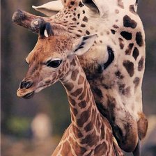 Схема вышивки «Жирафы»