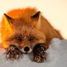 Схема вышивки «лиса»