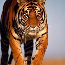 Схема вышивки «тигр»