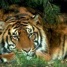 Схема вышивки «Тигр»