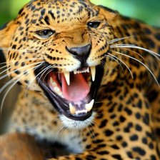 Схема вышивки «хищник»