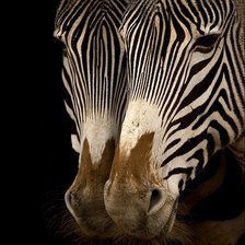 Схема вышивки «Зебра»