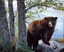 Схема вышивки «Мишка»