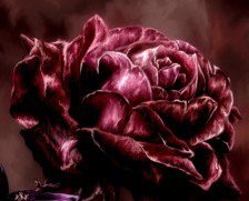 Схема вышивки «Роза»