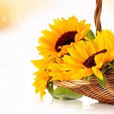 Схема вышивки «подсолнухи_1»