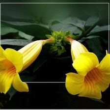 Схема вышивки «Алламанда»