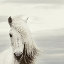 Схема вышивки «лошадь»