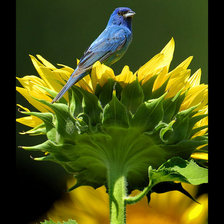 Схема вышивки «птичка»