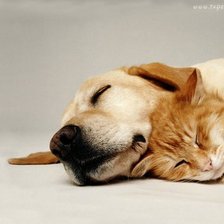 Схема вышивки «przyjaciele»