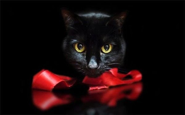 КОТ - оригинал