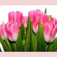 Схема вышивки «тюльпаны»