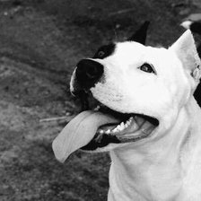 Схема вышивки «амстафф»