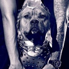 Схема вышивки «амстафф»