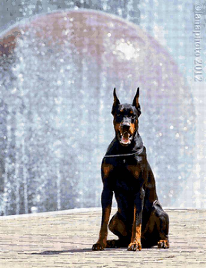 доберман - доберман - предпросмотр