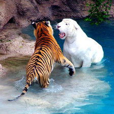 Схема вышивки «ТИГРИ»