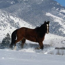 Схема вышивки «Лошадь»