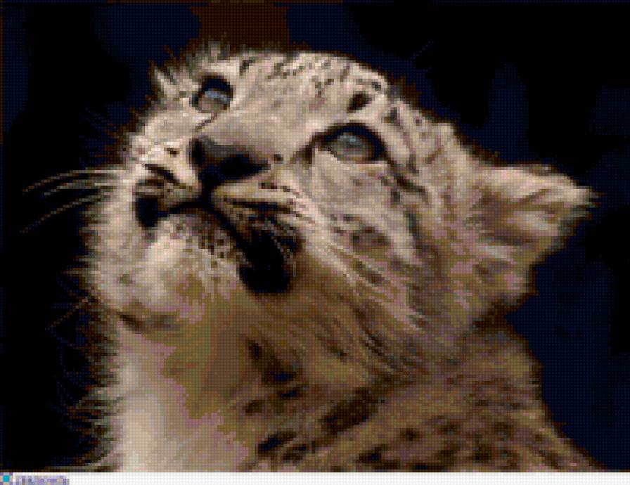 снежный барс - животные - предпросмотр