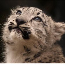 снежный барс