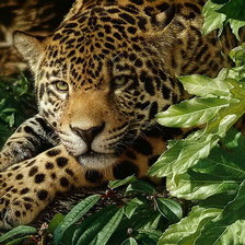 Схема вышивки «ягуар»