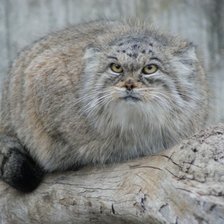 Схема вышивки «манул»