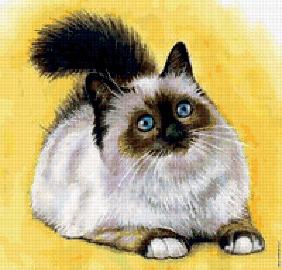 сиамский котик - домашние животные, сиамская кошка, кот - предпросмотр