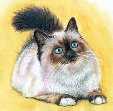 Схема вышивки «сиамский котик»