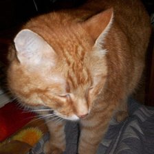 Схема вышивки «Рыжик»