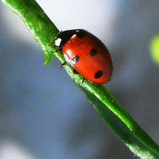 Схема вышивки «Божья коровка»