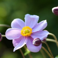 Схема вышивки «Анемон»