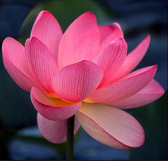 Лотос - лотос, цветок, цветы - оригинал