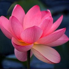 Схема вышивки «Лотос»