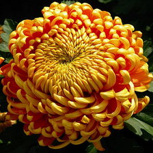 из цикла Хризантемы