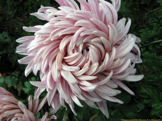 из цикла Хризантемы - оригинал