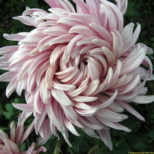 Схема вышивки «из цикла Хризантемы»