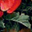 Предпросмотр схемы вышивки «маки» (№427069)