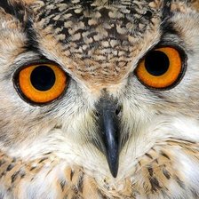 Схема вышивки «№427075»