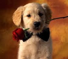 Схема вышивки «pies»