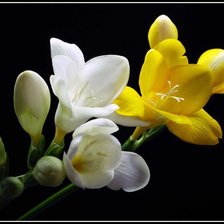 фрезия белая