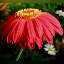 Схема вышивки «№427296»