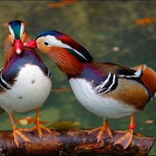 Схема вышивки «Мандаринки»