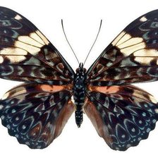 Схема вышивки «Бабочка»