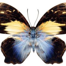 Схема вышивки «Бабочка»