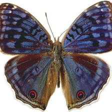 Схема вышивки «Бабочка»