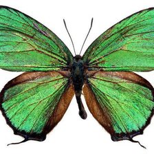 Схема вышивки «Бабочка»