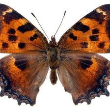 Схема вышивки «Бабочка»