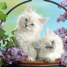 Схема вышивки «Котята и сирень»