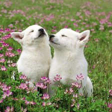 Схема вышивки «На лугу»