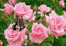 Схема вышивки «№427769»